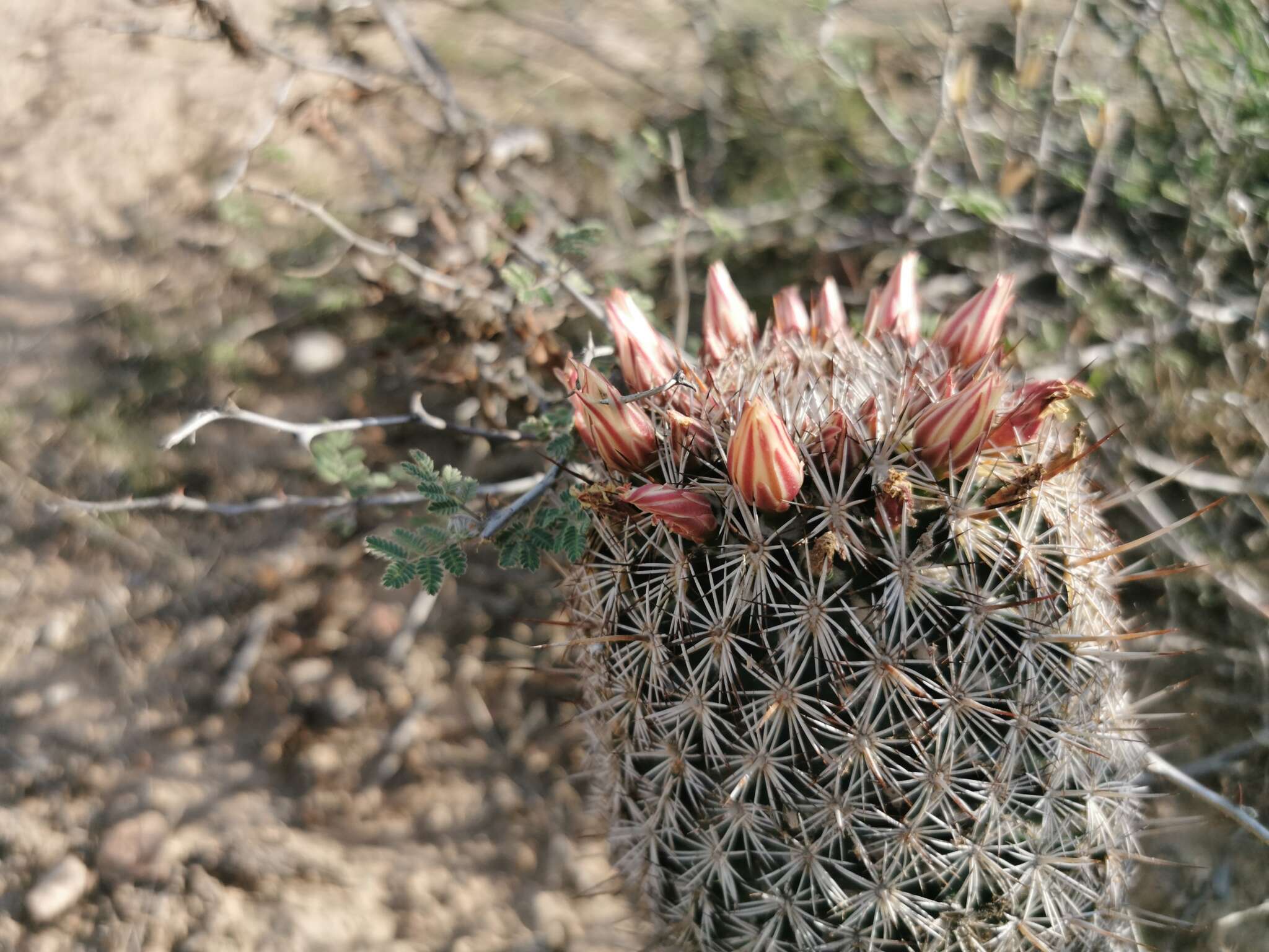 Image of Coryphantha potosiana (Jacobi) Glass & R. A. Foster