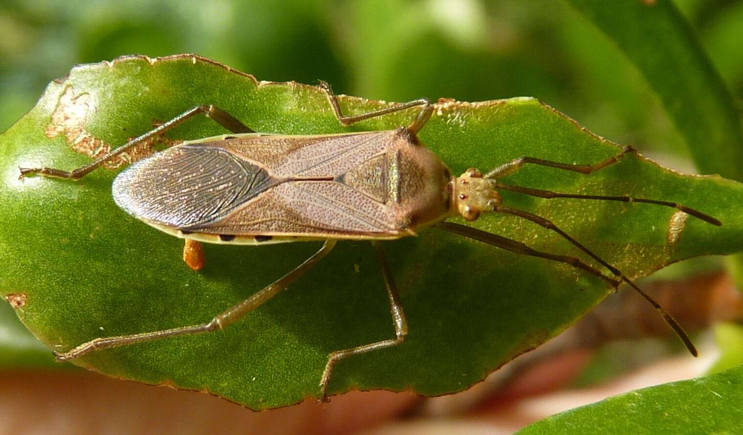 Image of Plinachtus melinus Brailovsky 2007