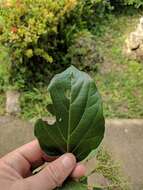 Image of Premna obtusifolia R. Br.