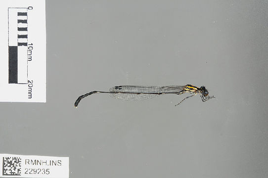 539.odoph rmnh ins 229235 1370012528 jpg.580x360
