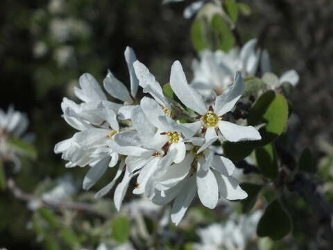 Image of Snowy Mespilus