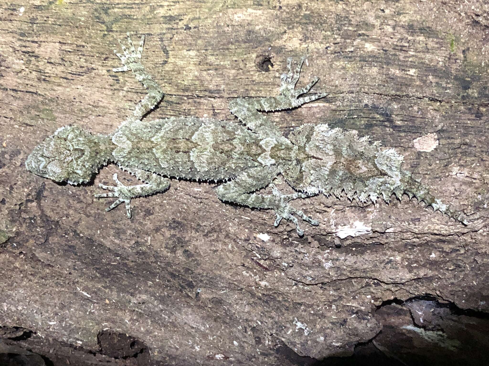 Image of Southern Leaf-tailed Gecko