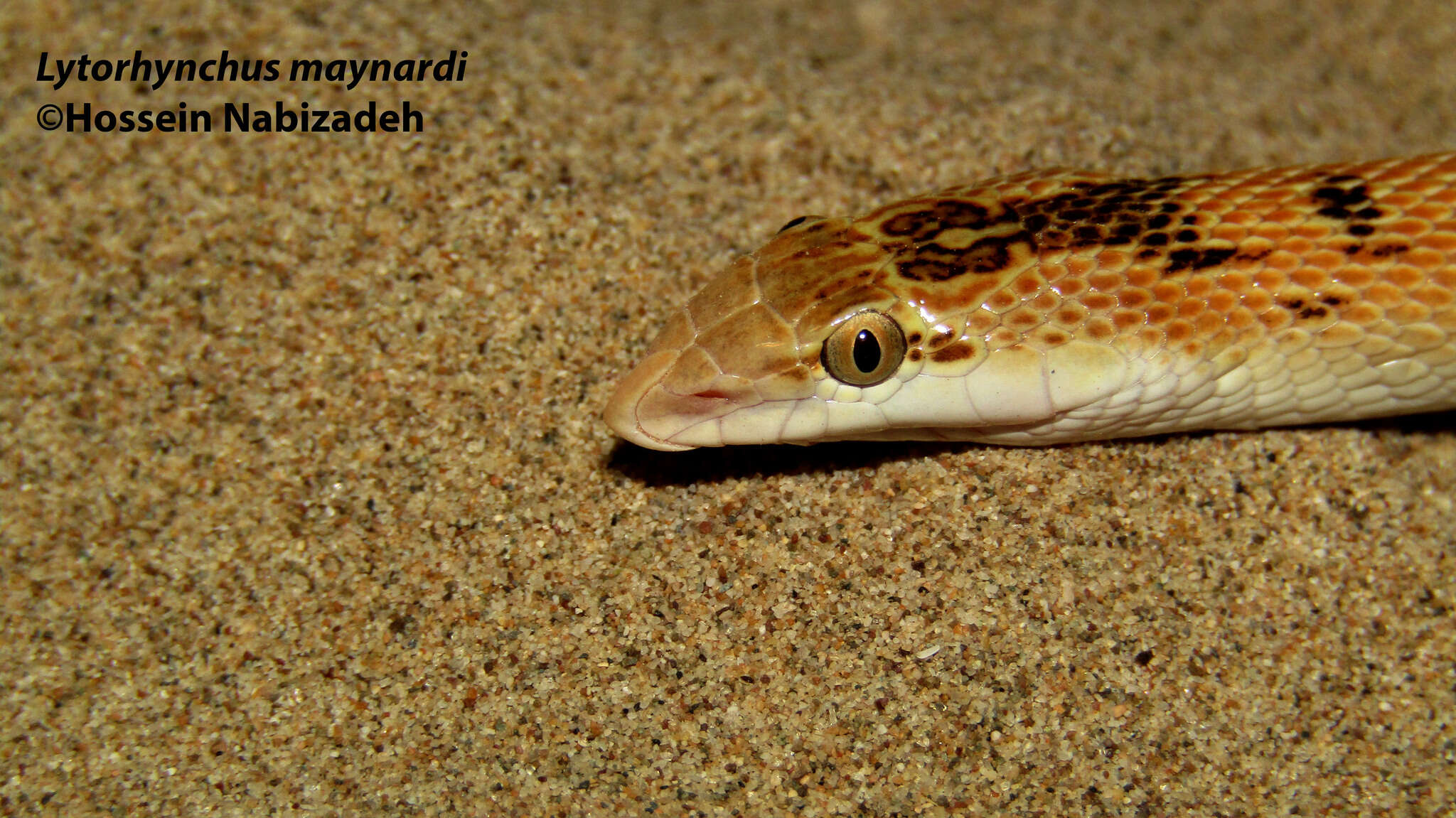 Image of Maynard's Longnose Sand Snake