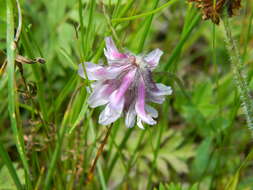 Trifolium eriocephalum subsp. arcuatum (Piper) J. M. Gillett resmi