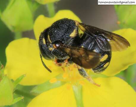 Image of Anthidiellum boreale Wu 2004