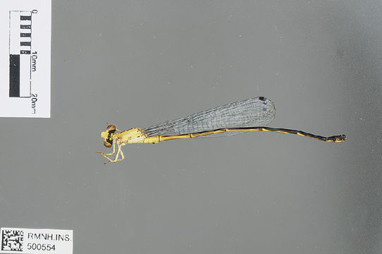 Image of <i>Papuagrion occipitale</i> (Selys 1877)