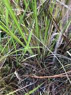 Image of Small-Head Beak Sedge