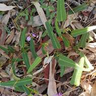 Hardenbergia violacea (Schneev.) Stearn resmi