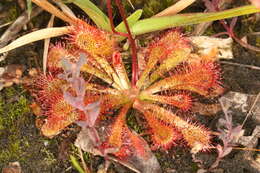 Image of spoonleaf sundew