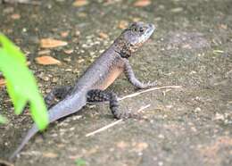 Plancia ëd Tropidurus oreadicus Rodrigues 1987