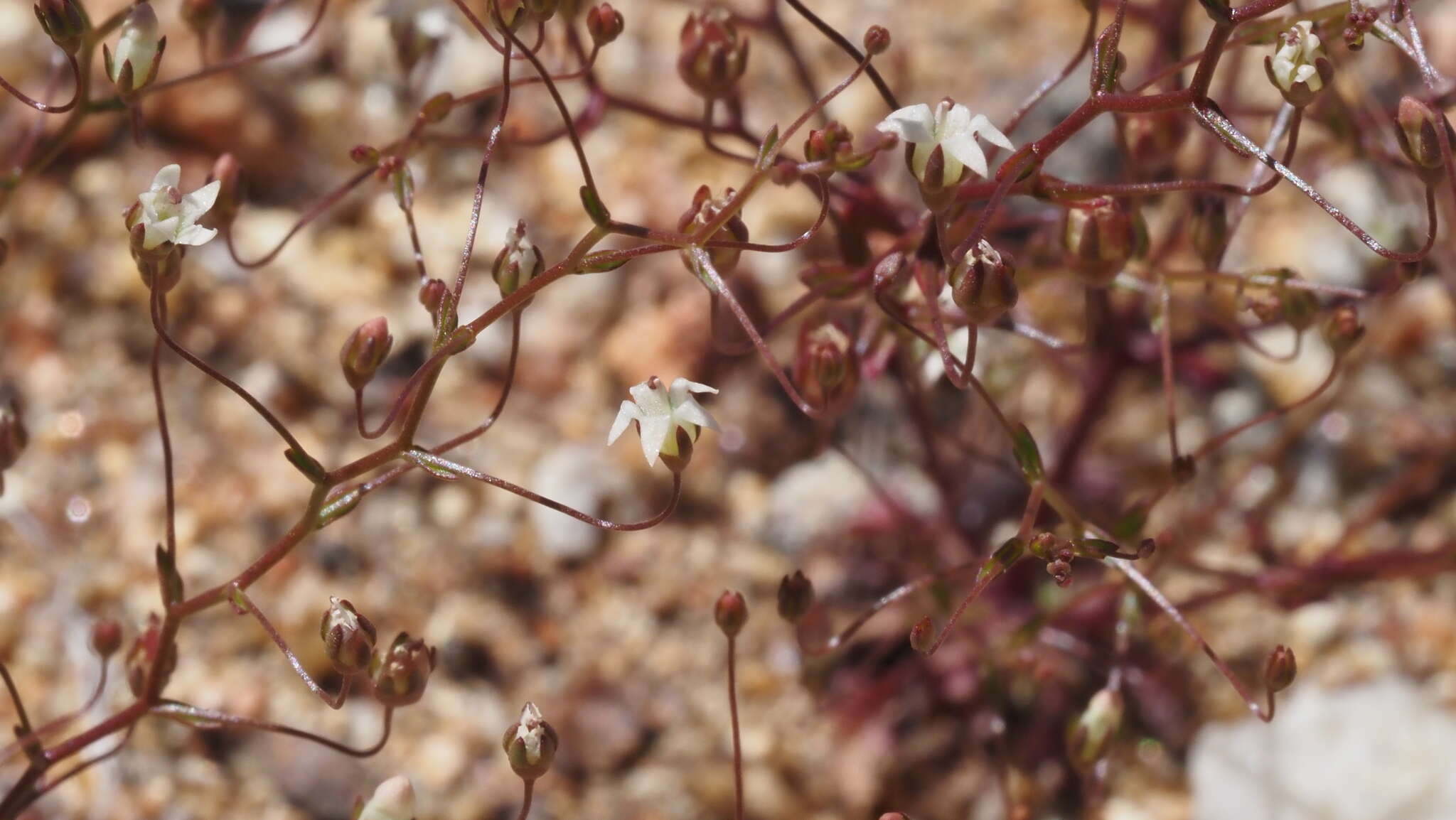 Image de Nemacladus pinnatifidus Greene