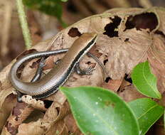 Image of Copeoglossum