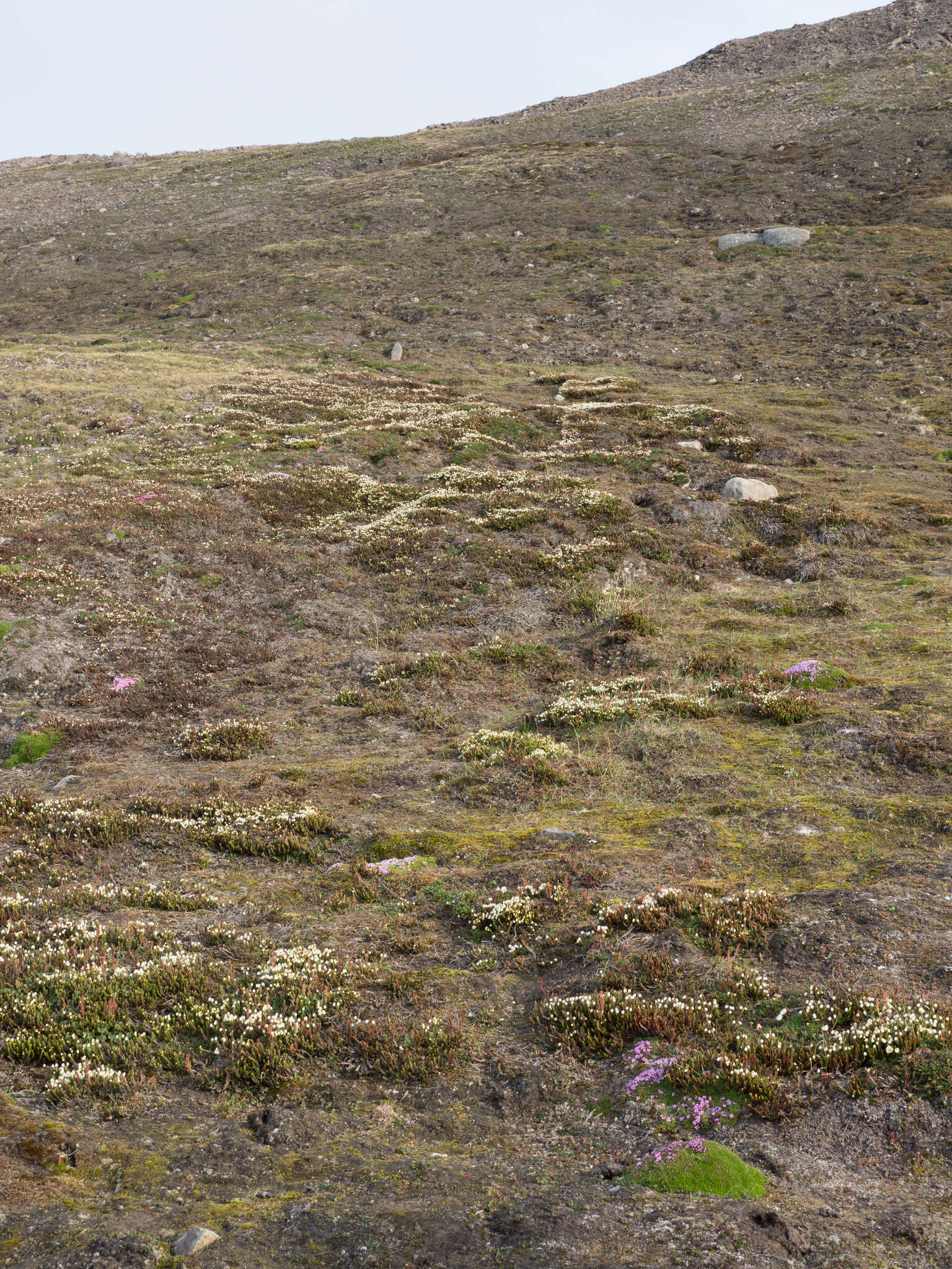 Image of white arctic mountain heather
