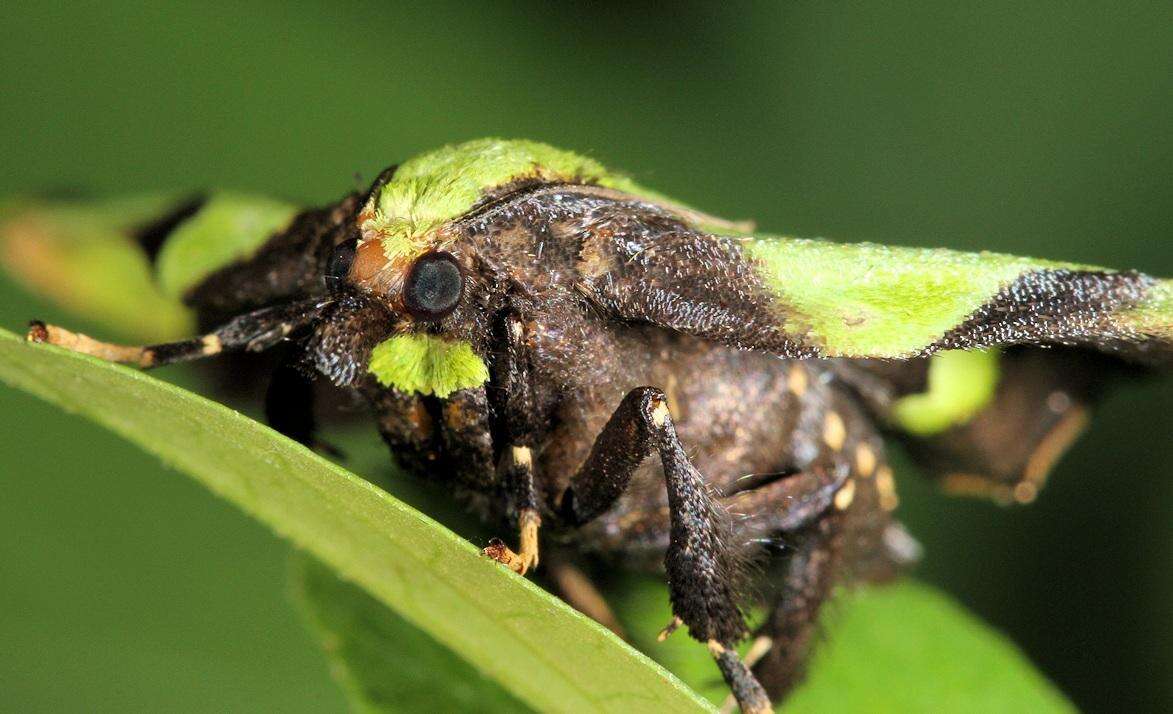 Mittonia hampsoni Distant 1897 resmi