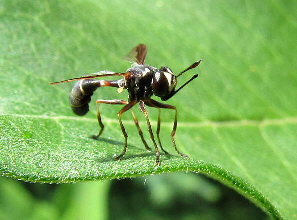 Physocephala marginata (Say 1823)的圖片