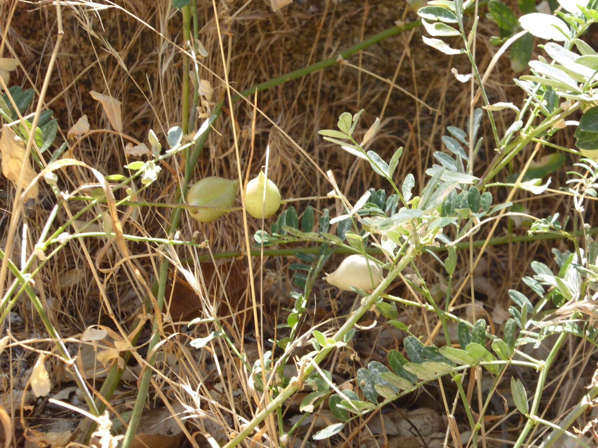 Imagem de Astragalus oocarpus A. Gray