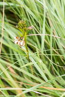 Image de Eulophia tenella Rchb. fil.