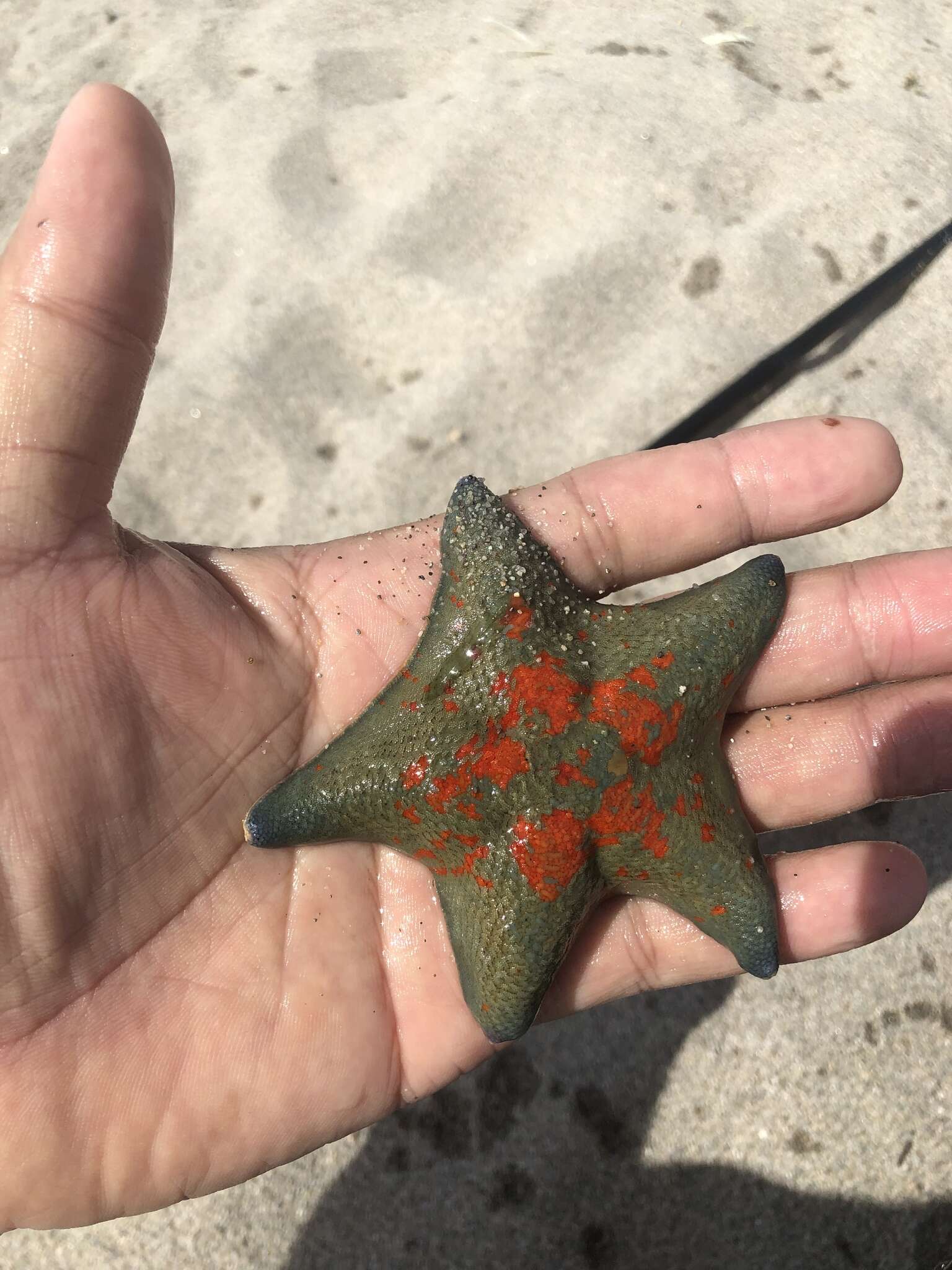 Image of Blue bat star