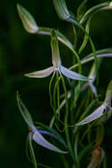 Image of Habenaria macrandra Lindl.