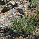 Plancia ëd Oxytropis almaatensis Bajtenov