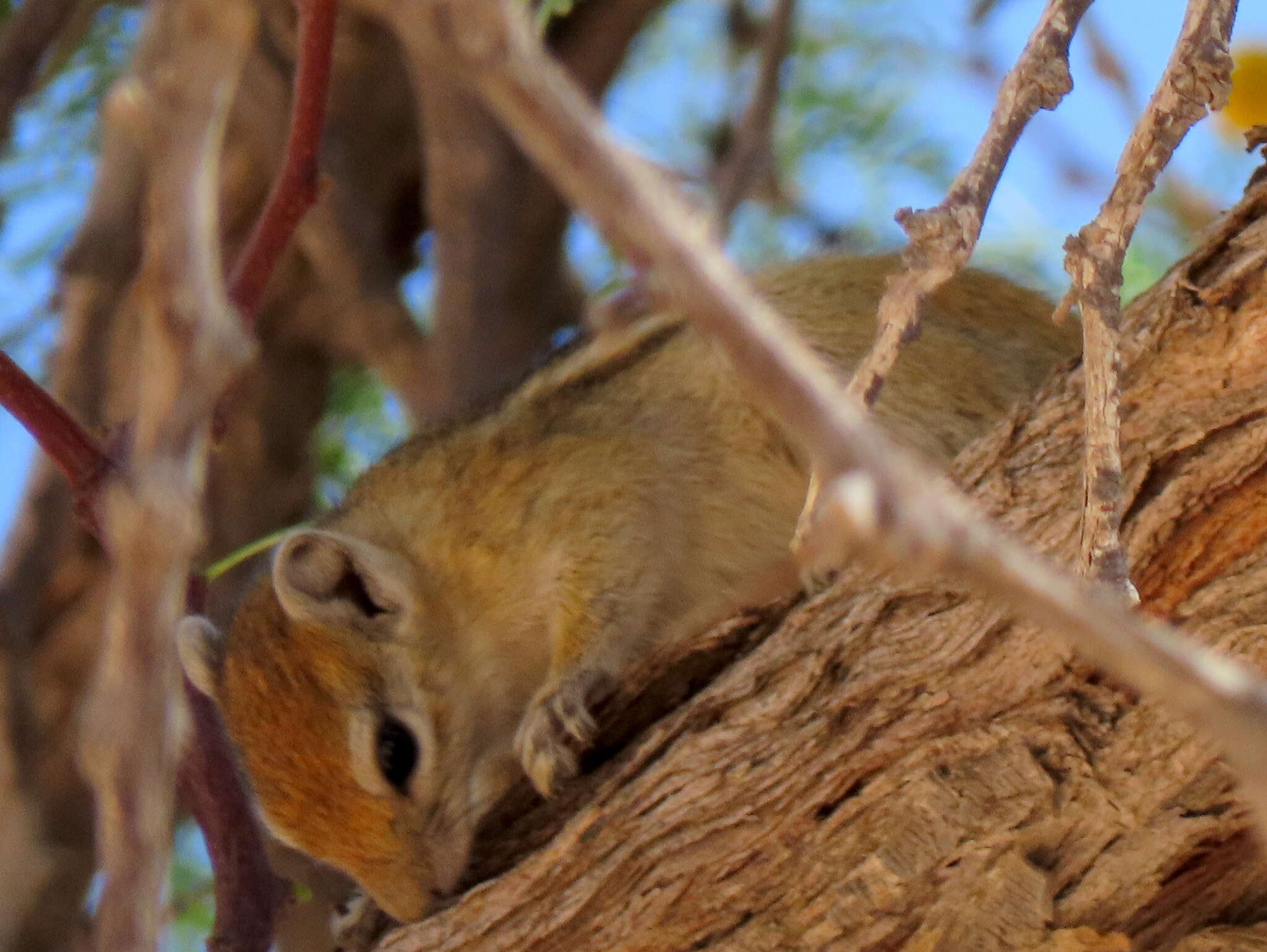 Image of Congo Rope Squirrel