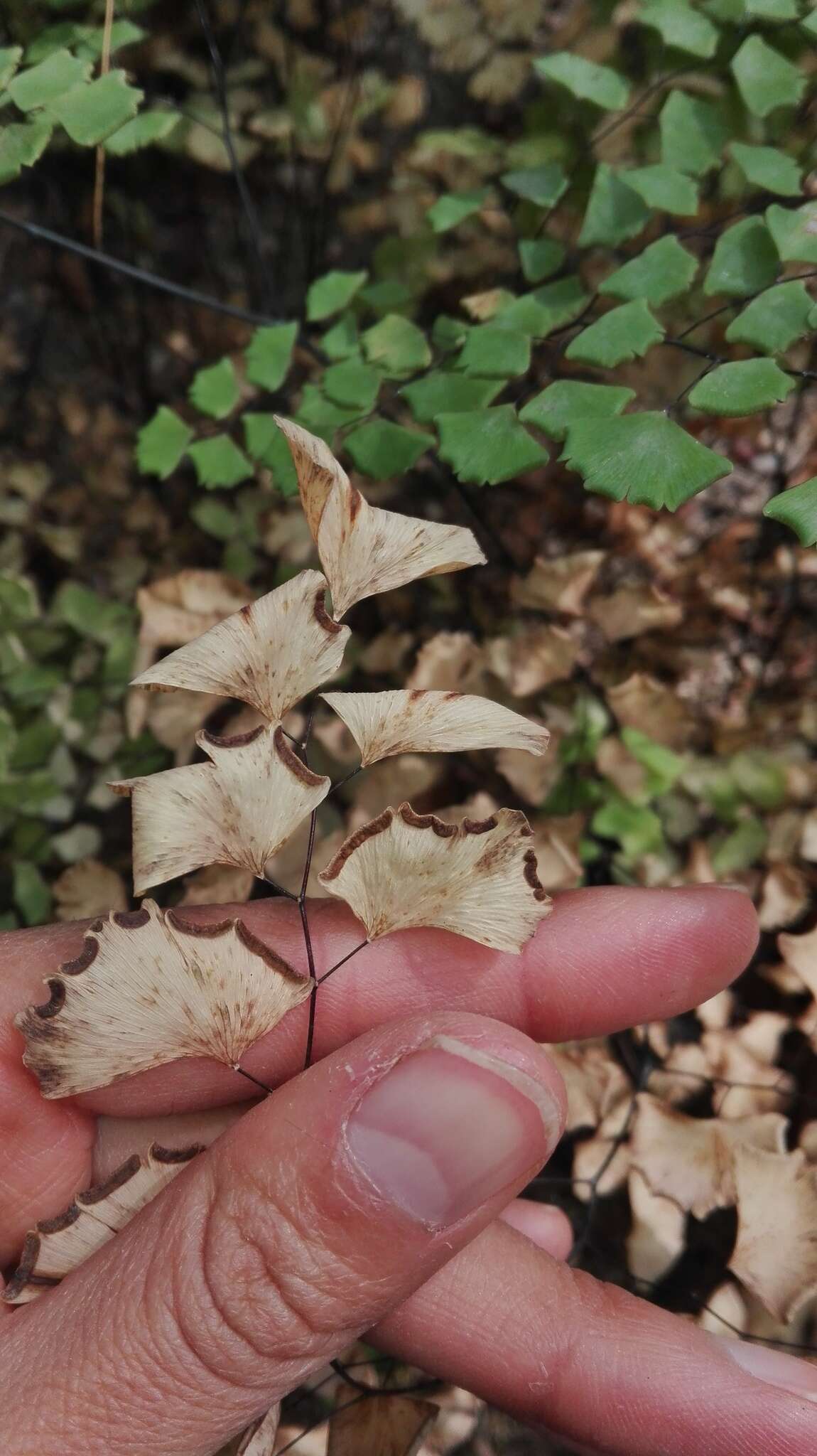 Adiantum braunii Mett. ex Kuhn的圖片