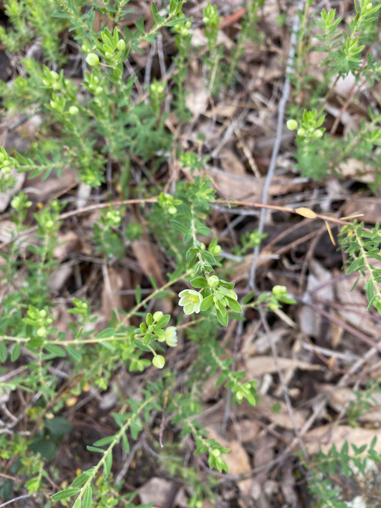 Image de Phyllanthus calycinus Labill.