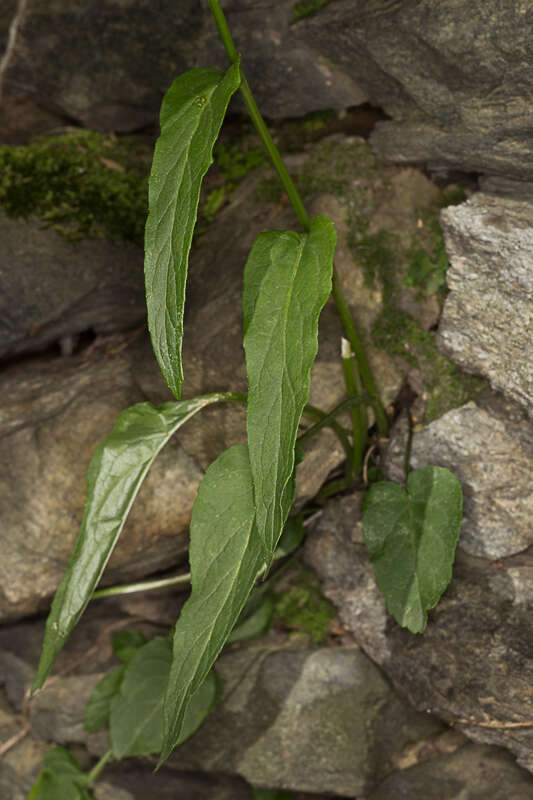 Image of Betony-leaved Rampion