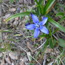 Image of Gentiana jamesii Hemsl.