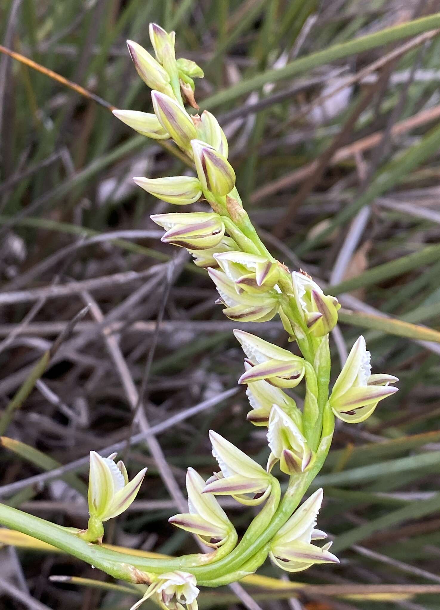 Image of Christmas leek orchid