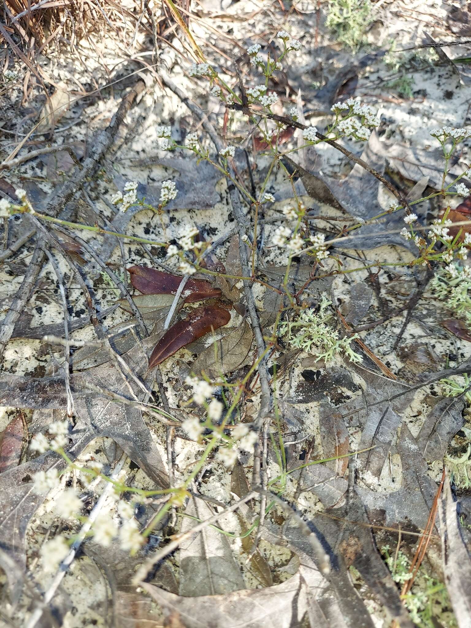 Image of pineland nailwort