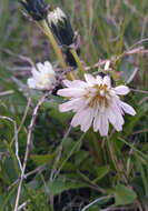 Image of Taraxacum arcticum (Trautv.) Dahlst.