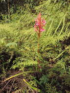 Image of Disa eminii Kraenzl.