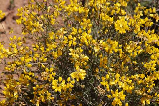 Image of Coronilla ramosissima (Ball) Ball