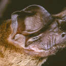 Image of Railer Free-tailed Bat