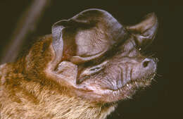 Image of Railer Free-tailed Bat