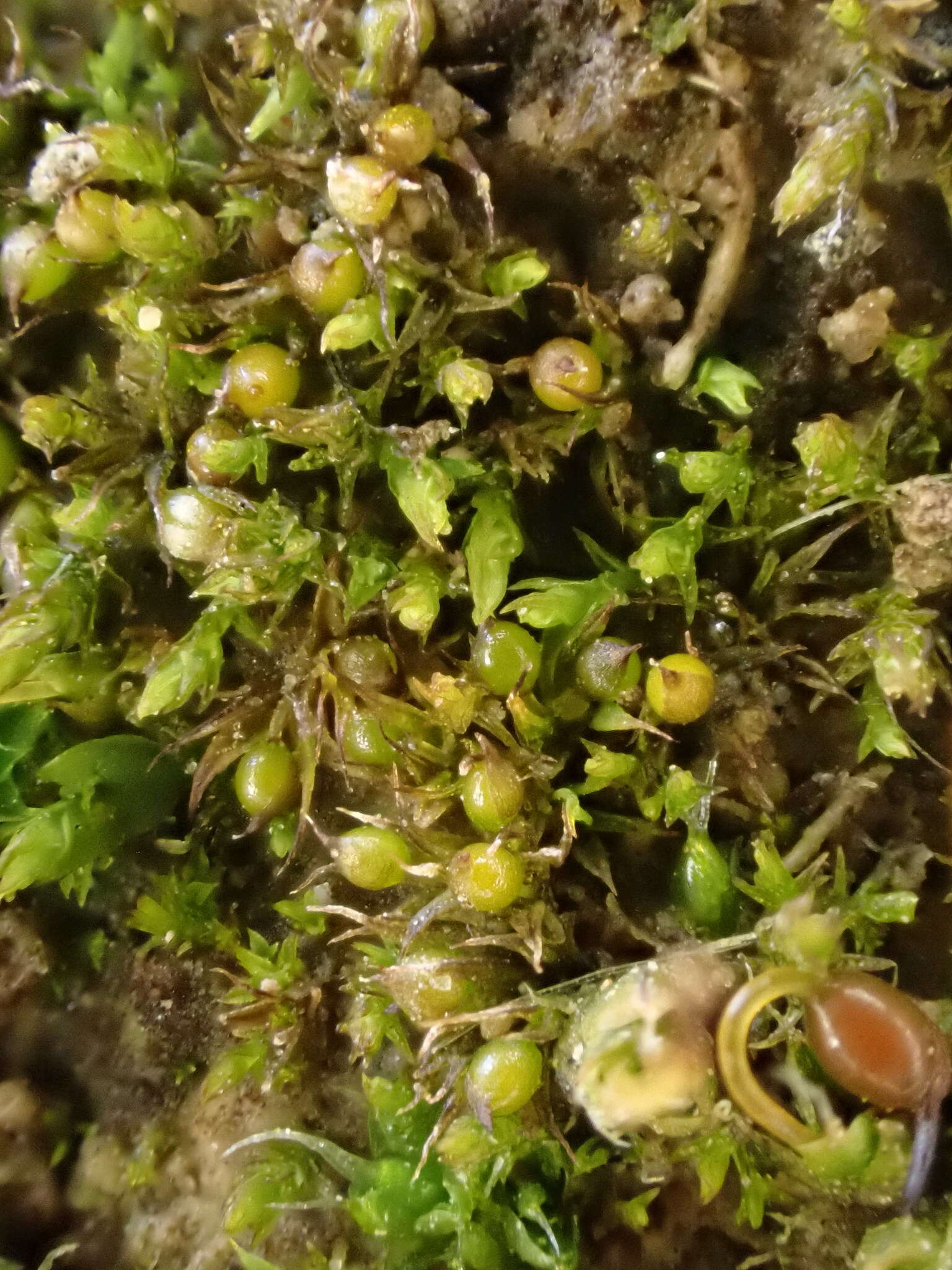 Image of Microbryum curvicollum