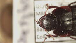 Anisodactylus (Gynandrotarsus) merula (Germar 1824) resmi