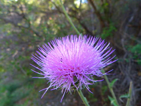 Image of cobwebby thistle