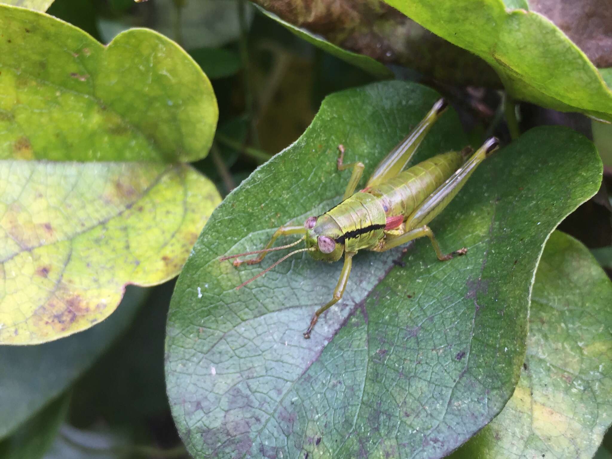 Image of Anapodisma miramae Dovnar-Zapolskij 1932