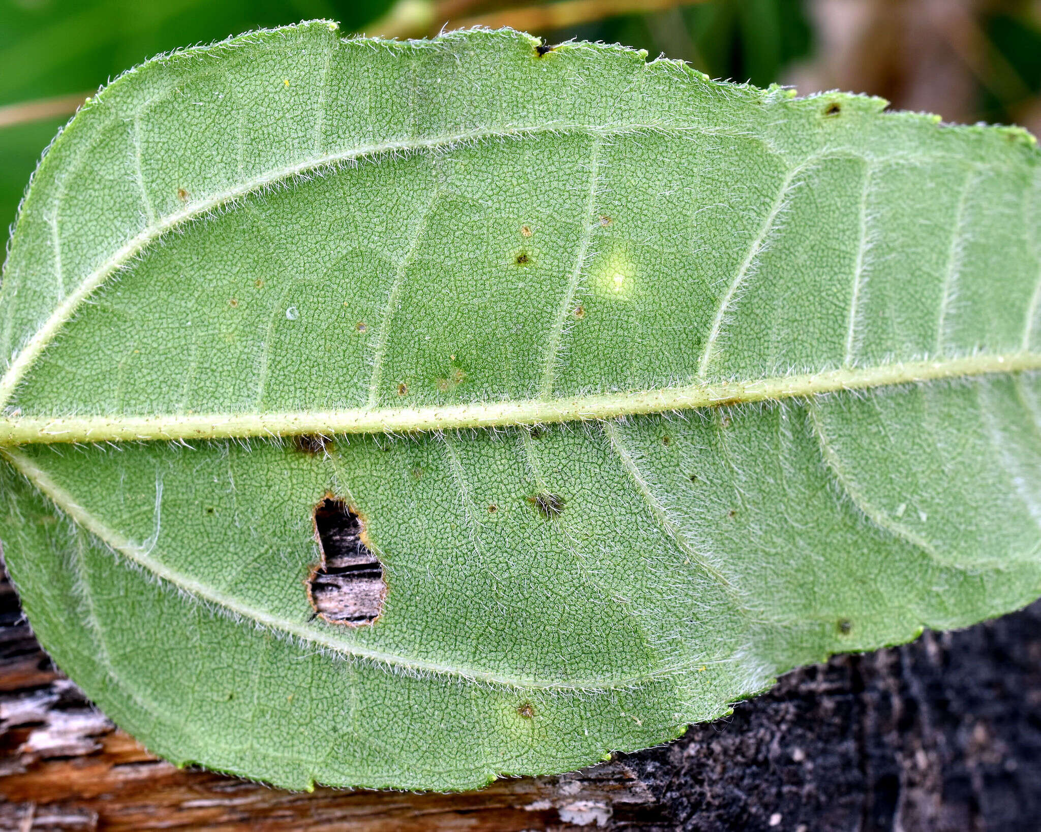 Imagem de Helianthus strumosus L.