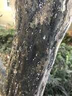 Image of Crapemyrtle bark scale