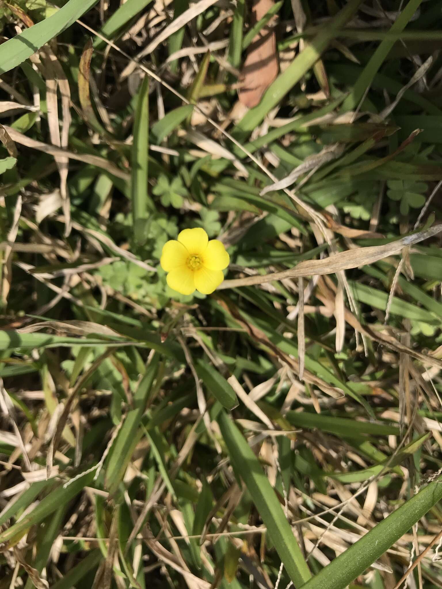 Image of Oxalis conorrhiza (Feullée) Jacquin