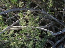 Image of Asparagus burchellii Baker