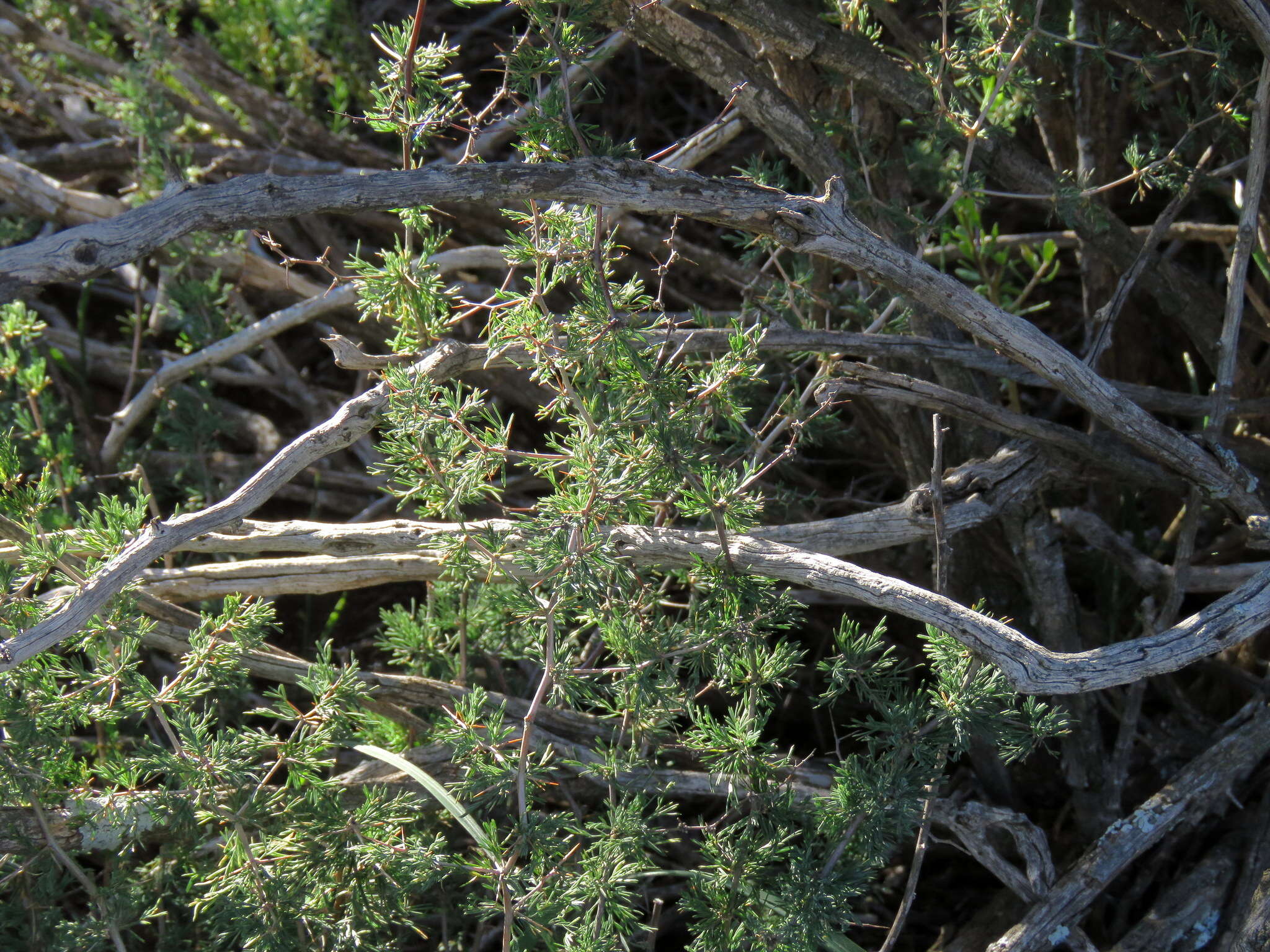 Image of Asparagus burchellii Baker