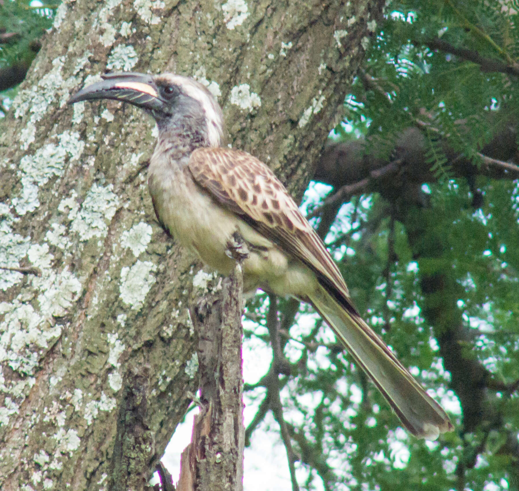 Image of Lophoceros nasutus epirhinus (Sundevall 1850)