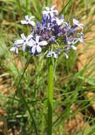 Image of Pentanisia prunelloides subsp. prunelloides