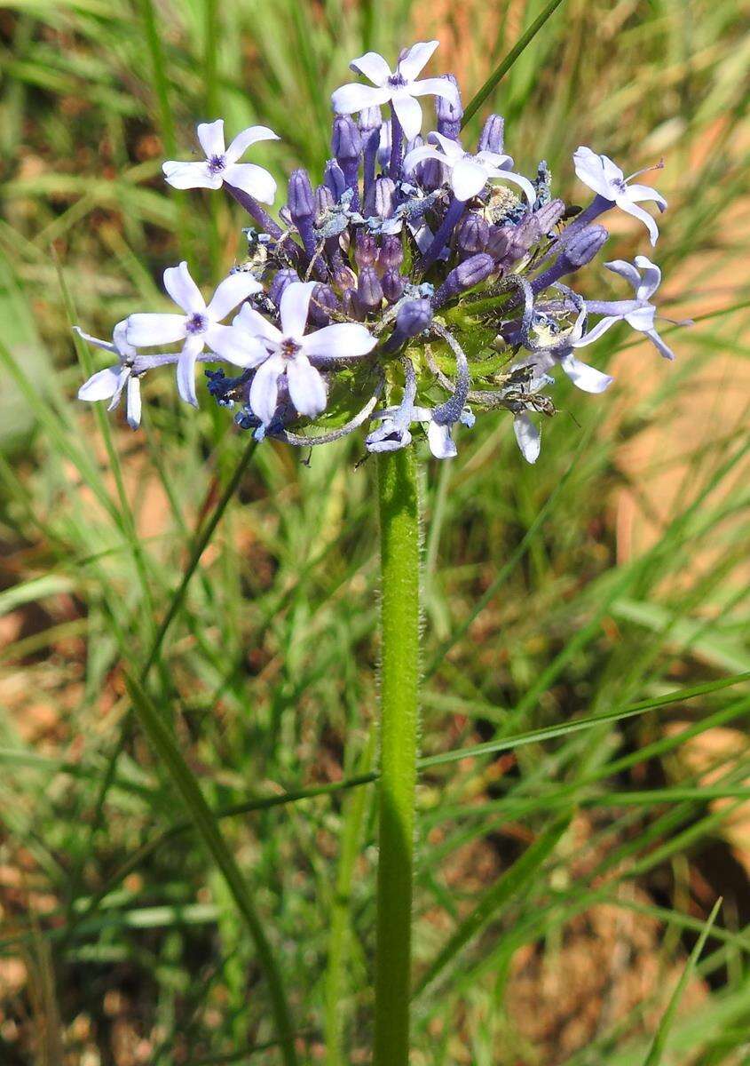 Image of Pentanisia prunelloides subsp. prunelloides