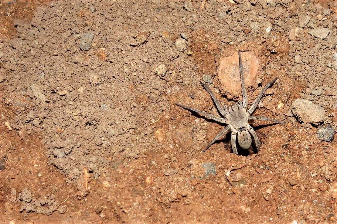 Image of Portacosa cinerea Framenau 2017