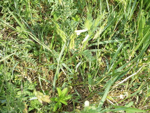 Image of smooth yellow vetch